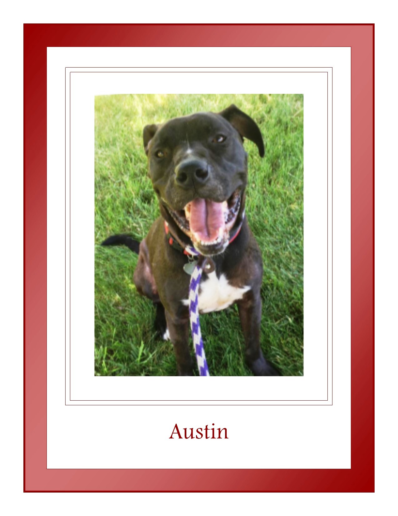 Austin Valentine JPEG – I Heart Dogs Rescue and Animal Haven