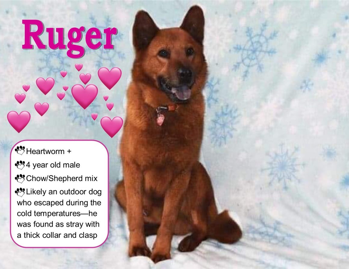 Ruger – I Heart Dogs Rescue and Animal Haven